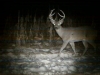 Bullseye