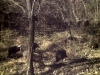 Turkeys