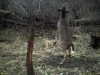Stand Tall