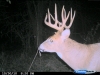 Eastern Iowa Buck