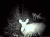 Midnight Feeders