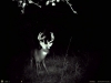 Neat Brow Tines