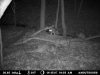Coyotes