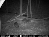 Coons