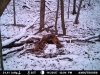 Day Coyote