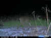 Eastern Iowa Buck