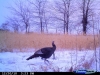 Easter Iowa Tom