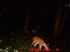 fawn