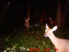 1 buck 2 does