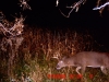 Buck