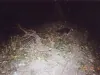 Meimann Coon